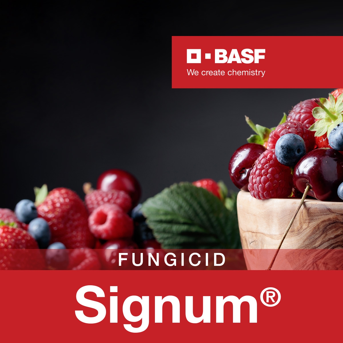 Signum 100 g